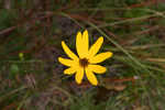 Purpledisk sunflower